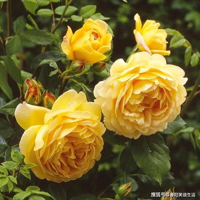 年轻球员最佳阵容 年轻球员最佳阵容